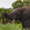 154 LOANGO Inyoungou Riviere Elephant Loxodonta africana cyclotis Solitaire 12E5K2IMG_79270wtmk.jpg